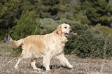 GOLDEN RETRIEVER 586